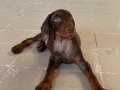 Kızıl yavru doberman