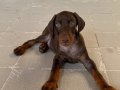 Kızıl yavru doberman