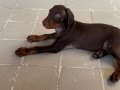 Kızıl yavru doberman