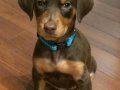 Kızıl yavru doberman