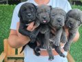 3 ERKEK 1 DİŞİ (EVDE BAKILAN KÖPEKLER)