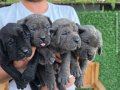 3 ERKEK 1 DİŞİ (EVDE BAKILAN KÖPEKLER)