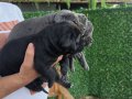 3 ERKEK 1 DİŞİ (EVDE BAKILAN KÖPEKLER)