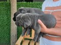 3 ERKEK 1 DİŞİ (EVDE BAKILAN KÖPEKLER)