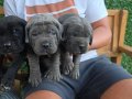 3 ERKEK 1 DİŞİ (EVDE BAKILAN KÖPEKLER)