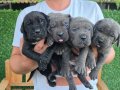 3 ERKEK 1 DİŞİ (EVDE BAKILAN KÖPEKLER)