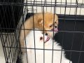 Safkan Pomeranian Boo Yavruları