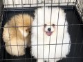 Safkan Pomeranian Boo Yavruları