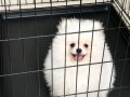 Safkan Pomeranian Boo Yavruları