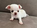 Safkan Chihuahua yavrularım