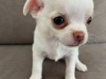Safkan Chihuahua yavrularım