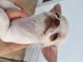 Safkan Chihuahua yavrusu