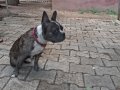 uyguna aşıları tam oyun oynamayı çok sever