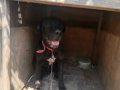 Köpeğim 1 yaşındadır yarı aşıları  yapılmıştır safkandır