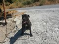 Köpeğim 1 yaşındadır yarı aşıları  yapılmıştır safkandır