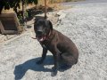 Köpeğim 1 yaşındadır yarı aşıları  yapılmıştır safkandır