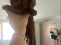 Teacup poodle en küçük boy