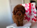 Teacup poodle en küçük boy