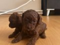 Teacup poodle en küçük boy