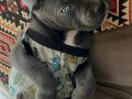 Safkan cane corso blue eğitimli daha iyisi yok