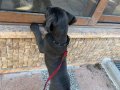 Safkan cane corso blue eğitimli daha iyisi yok