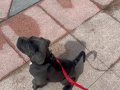 Safkan cane corso blue eğitimli daha iyisi yok