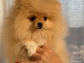 POMERANİAN - Parmak kız yeni sahibini arıyor 