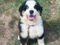 Nadir Mavi Gözlü Dişi Bernese Dağ Köpeği 
