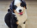 Nadir Mavi Gözlü Dişi Bernese Dağ Köpeği 