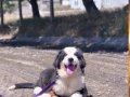 Nadir Mavi Gözlü Dişi Bernese Dağ Köpeği 