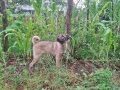 3 Aylık Kangal Yavrusu
