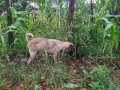 3 Aylık Kangal Yavrusu