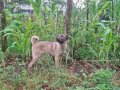 3 Aylık Kangal Yavrusu