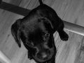  Cane Corsa black İtalyan Mastifi