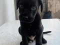  Cane Corsa black İtalyan Mastifi
