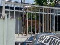 9.5 aylık erkek safkan Melinois 
