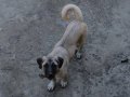 4 buçuk aylık orjinal dişi kangal yavrusu