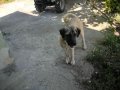 4 buçuk aylık orjinal dişi kangal yavrusu