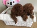 XXS MİKRO OYUNCAK TEACUP KOREA YAVRULAR DİŞİ ERKEK 