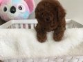 XXS MİKRO OYUNCAK TEACUP KOREA YAVRULAR DİŞİ ERKEK 