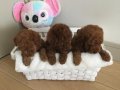 XXS MİKRO OYUNCAK TEACUP KOREA YAVRULAR DİŞİ ERKEK 