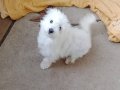 Mükemmel köpeklerim