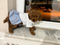 Kore toy poodle