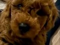 Kore toy poodle