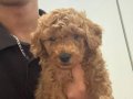 Kore toy poodle