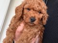 Kore toy poodle