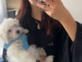 Maltese Yavrusu Sahiplendeceğim