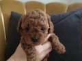 Red Brown Toy Poodle