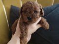 Red Brown Toy Poodle