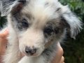 Border collie Merle